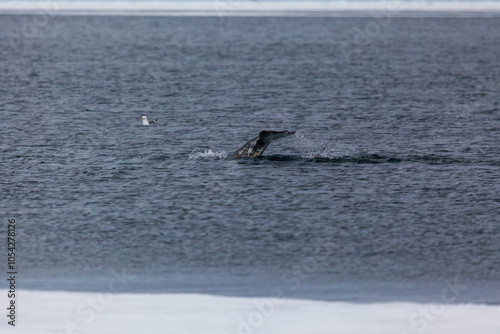Whale Tail Emerging in Arctic Waters Near Ice Edge