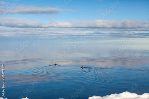 Serene Arctic Scene with Ducks on Calm Reflective Water
