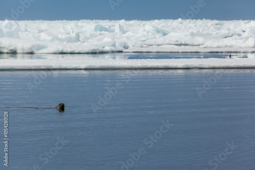 Seal Swimming Amidst Icebergs in Arctic Waters at Pond Inlet