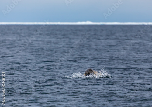 Seal Swimming in Arctic Waters Near Pond Inlet