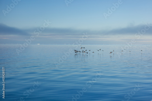 Serene Arctic Birds Flock Over Calm Blue Waters