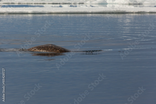 Narwhal Emerging in Arctic Waters Amidst Ice