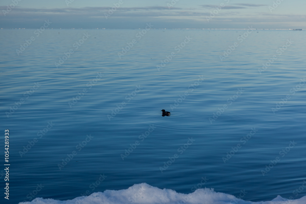Fototapeta premium Serene Arctic Seascape with Bird and Calm Blue Waters