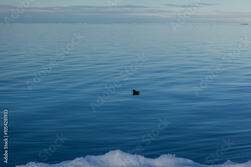 Serene Arctic Seascape with Bird and Calm Blue Waters