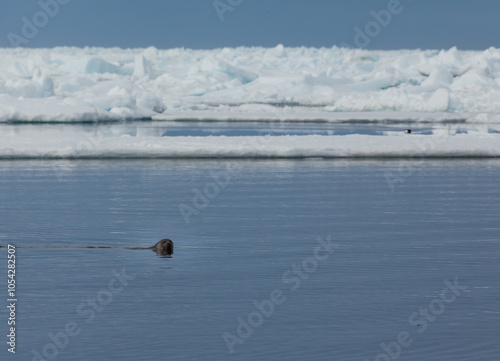 Seal Swimming in Arctic Waters Near Icebergs in Pond Inlet