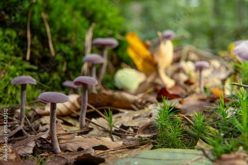 mushrooms in the forest
