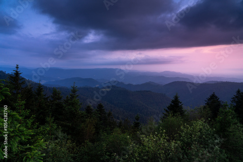 purple sky in the Forest