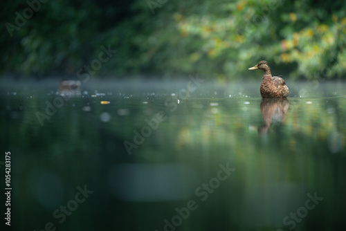 Duck on a Lake