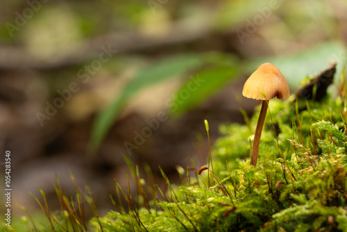 mushroom in the forest