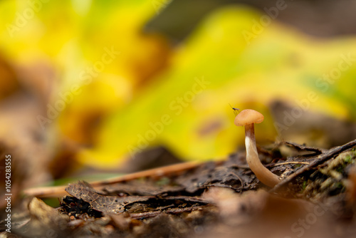 mushroom minimalistic