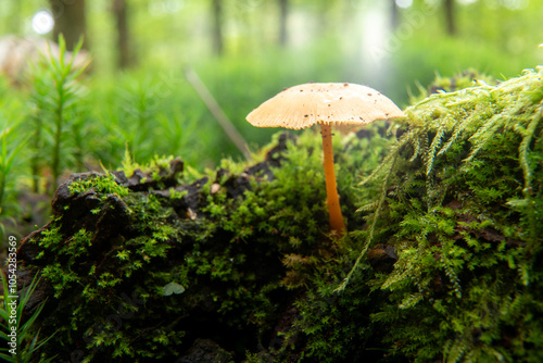 mushroom in the moss