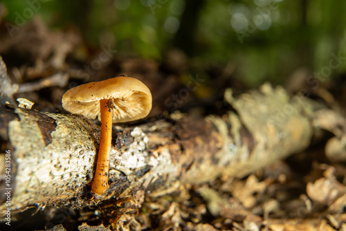 mushroom on a log