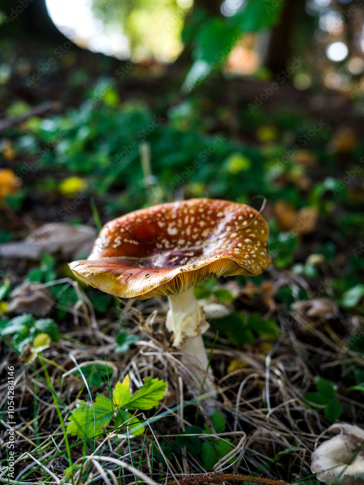 Fototapeta premium Close-up of a mushroom growing in the middle of the mountain forest