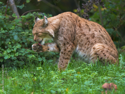 un lynx qui se lèche une patte avant photo