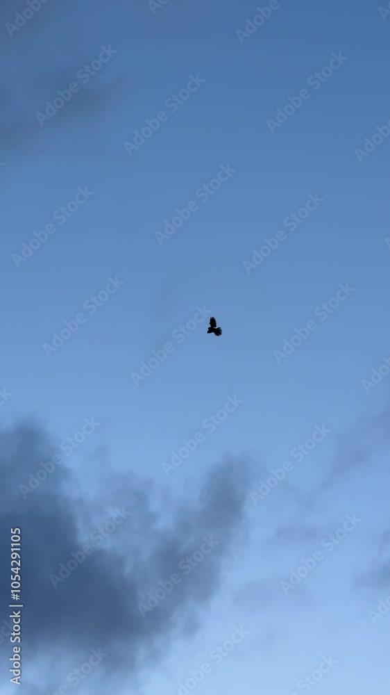 Kestrel in stationary flight while hunting, hovering moment Kestrel in stationary flight while hunting, hovering moment