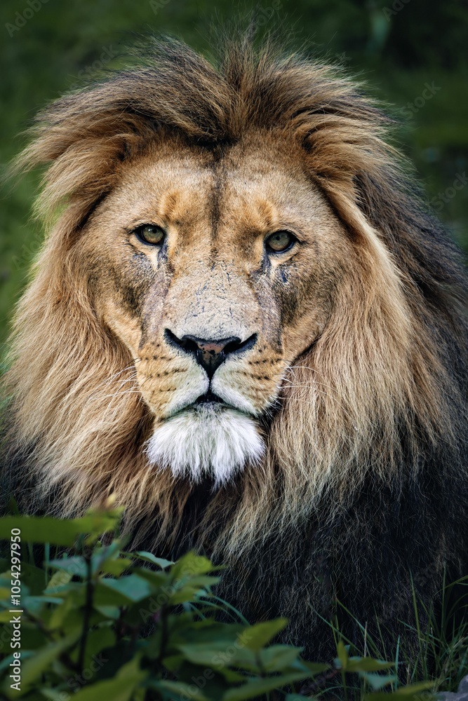 Obraz premium Vertical portrait of a lion resting in tall grass, showcasing its natural habitat and regal presence