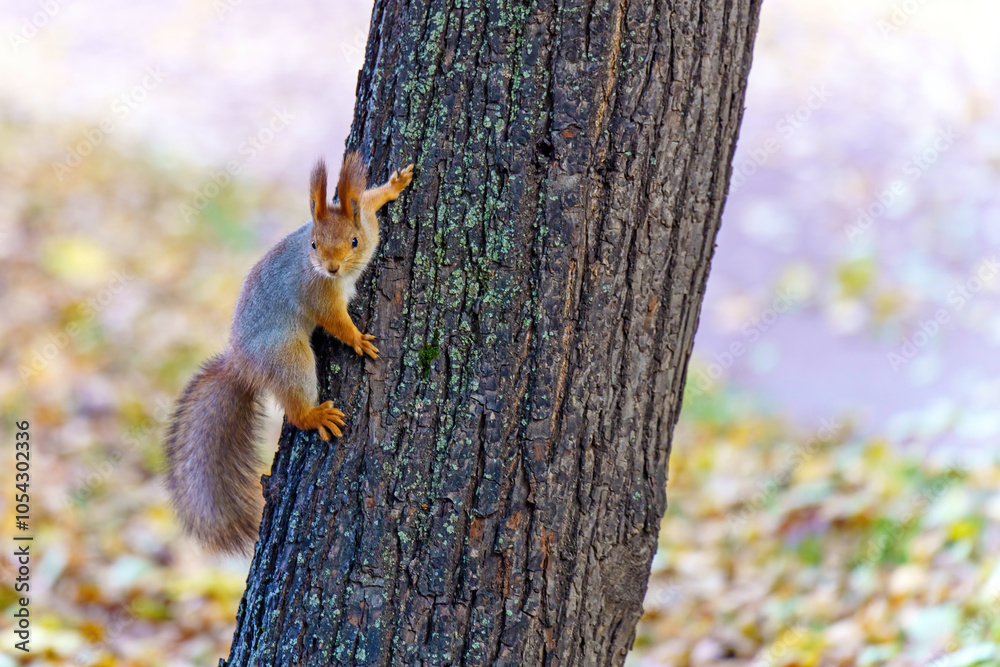 Fototapeta premium vibrant red squirrel clings to a tree trunk, illuminated by the warm glow of a golden sunset. The vivid contrast between the squirrel and the background evokes a serene, magical atmosphere