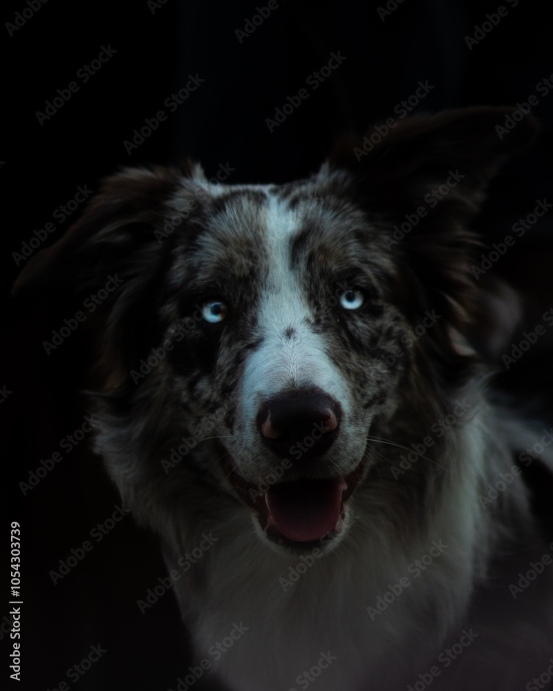 Fototapeta premium Beau chien sombre