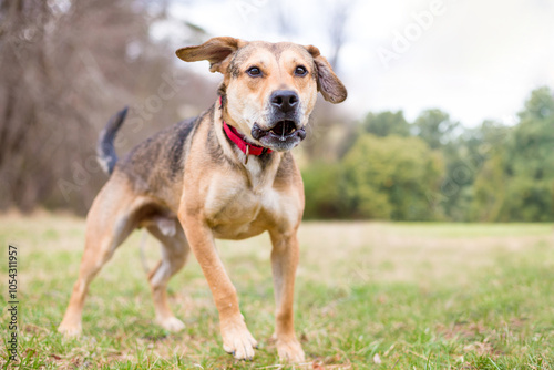 Konstfotografi A Hound mixed breed dog barking