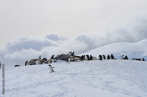 A colony of gentoo penguins play in the snow in Antarctica