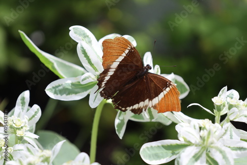 Canvastavla close-up orange, ochre, dark brown, white butterfly on green leaves with white e
