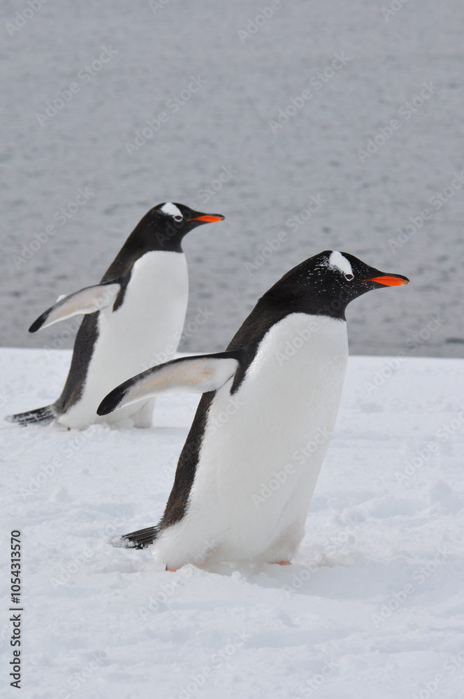 Obraz premium Two gentoo penguins waddle in the snow of Antarctica