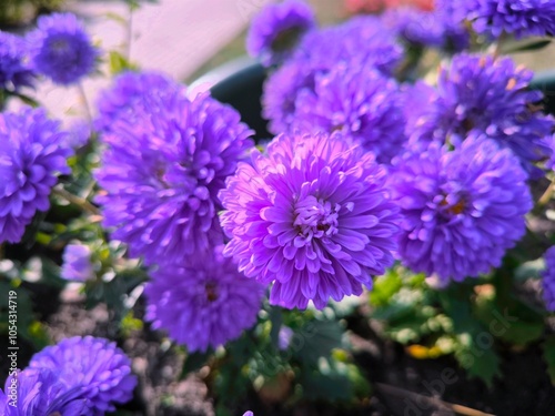 violet chrysanthemums flower in the garden. lilac Asters flowers close up. Callistephus or China aster and annual aster in the autumn garden. photo