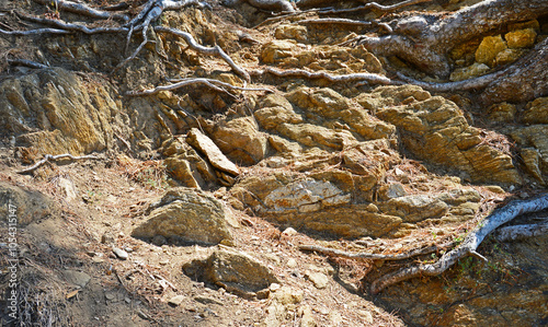 Roots on the rock