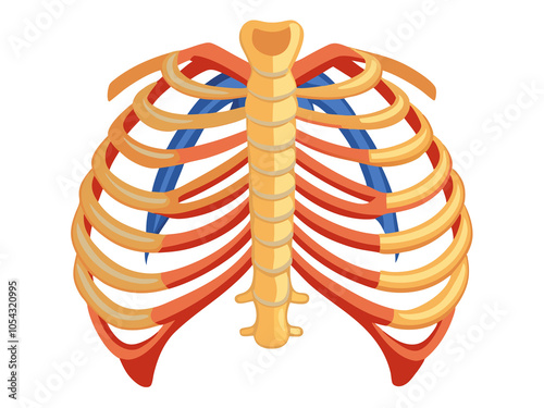 Colorful anatomical illustration of human rib cage on transparent or white background. photo