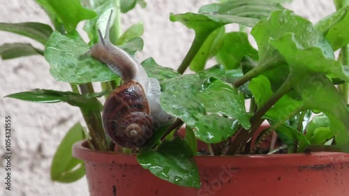 
Snail eating plant in home pot. Animal pest of garden plants.