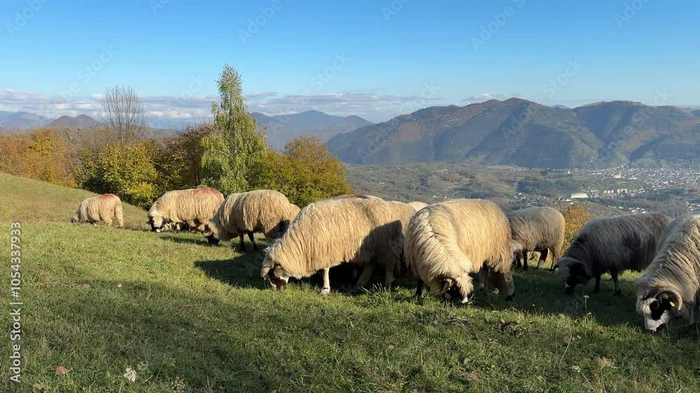 Sheep grazing in the field on a beautiful autumn day in Trasilvania, Romania Sheep grazing in the field on a beautiful autumn day in Trasilvania, Romania