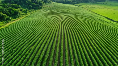 Aerial view of lush green farmland with neat, organized rows of crops stretching into the horizon under a clear blue sky.