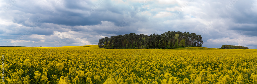 panorama yellow rapeseed field with rain clouds in Poland panorama yellow rapeseed field with rain clouds in Poland