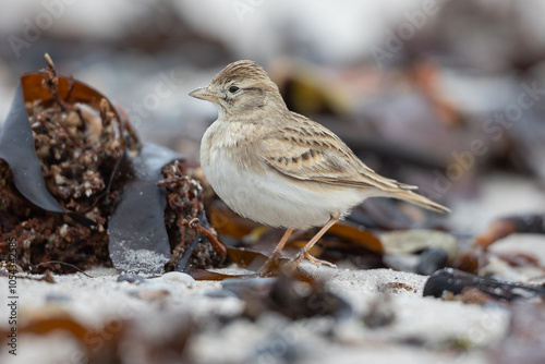 Greater short toed lark (Calandrella brachydactyla) photo