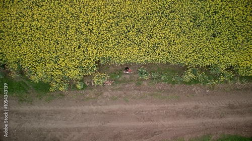 Young Lady Violin Player Practicing in Nature Top Down Push In Shot