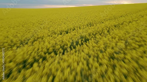 Long Fly Over Rape Field and Sunset Horizon Reveal