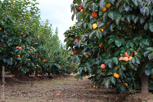 Diospyros kaki plantation in Valencia, Spain photo