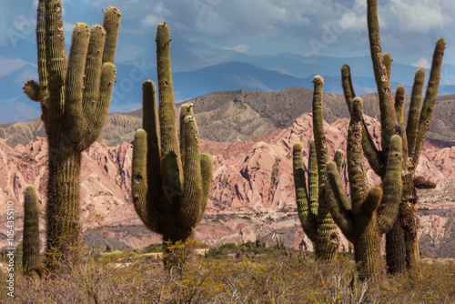 Cactus in Argentina photo