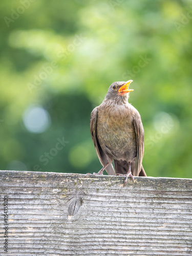 Singende Amsel auf einem Holzbalken vor sonnenbeschienenem unscharfem Hintergrund