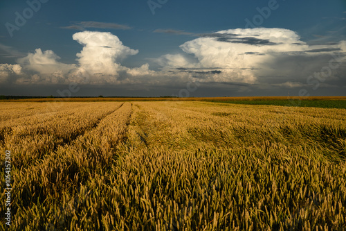 A huge storm cloud with a wall of rain in the countryside and big lightning.

