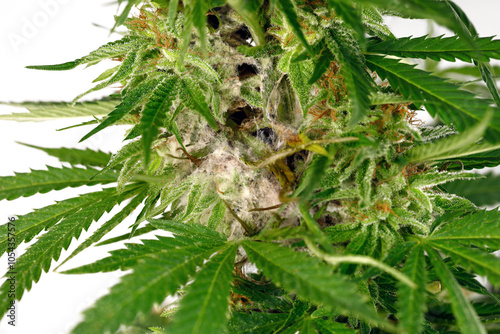 white mold on the cannabis plant isolated on white background, moldy marijuana flower due to poor ventilation