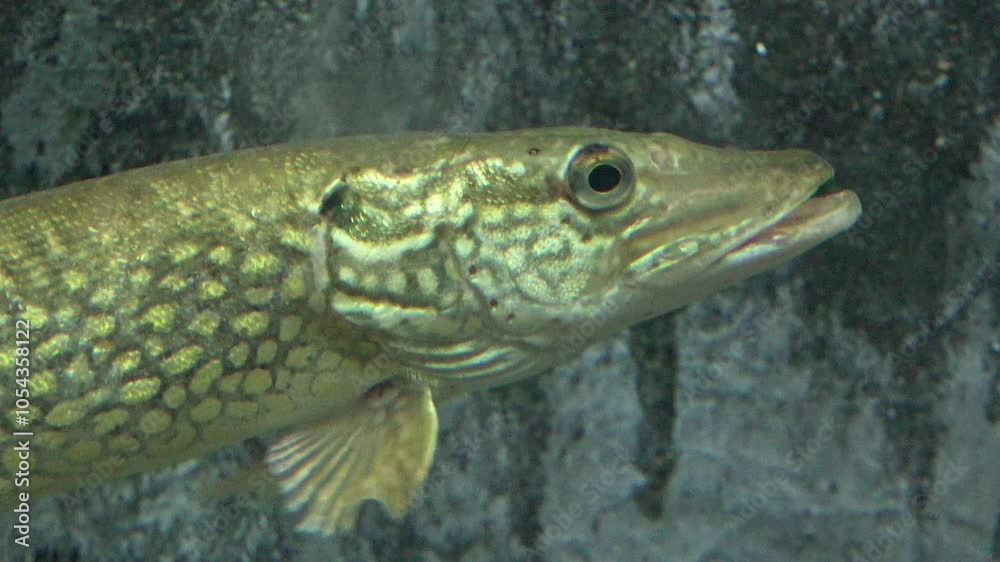 Portrait of pike fish (Esox lucius) lurking for prey underwater Portrait of pike fish (Esox lucius) lurking for prey underwater