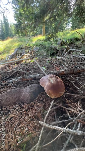 Porcini mushroom picking in the mountains during summer