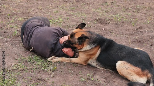 tongue, jaw, german shepherd, dog breed, herding, guard, intelligent, loyalty, devotion, trainability, protector, police rescue, training, active, muscular, long coat, german shepherd dog, aggression,