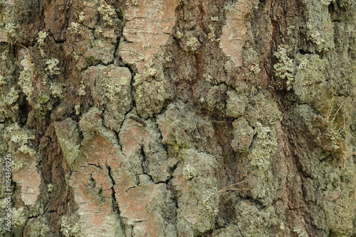 texture of old pine bark. Rough pine bark closeup. photo