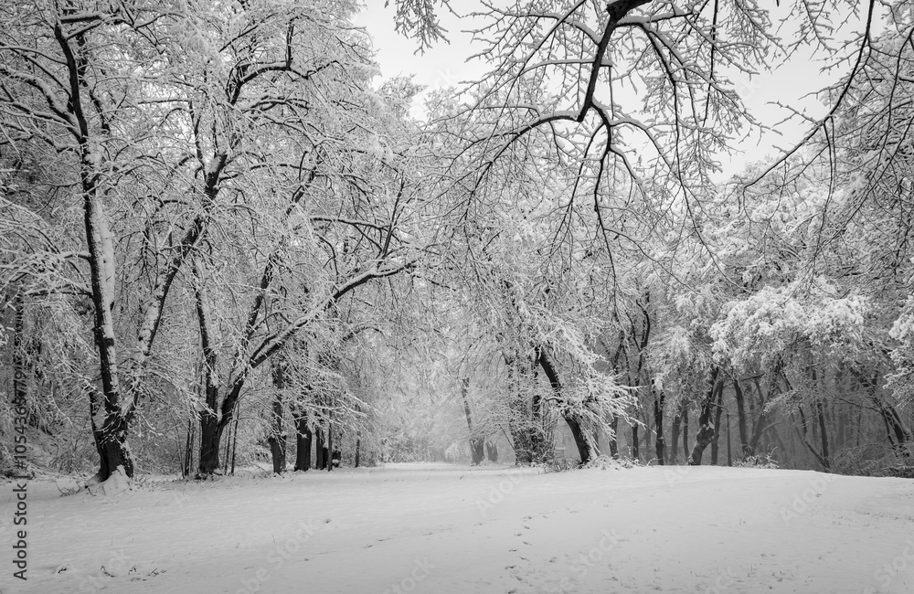 A snowy forest with trees covered in snow. The trees are bare and the snow is deep. The scene is peaceful and serene. Germany.
