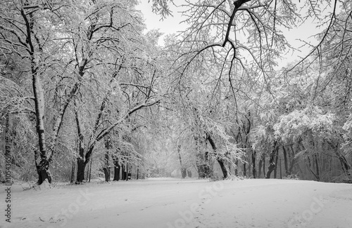 Obraz na płótnie A snowy forest with trees covered in snow. The trees are bare and the snow is deep. The scene is peaceful and serene. Germany. w salonie