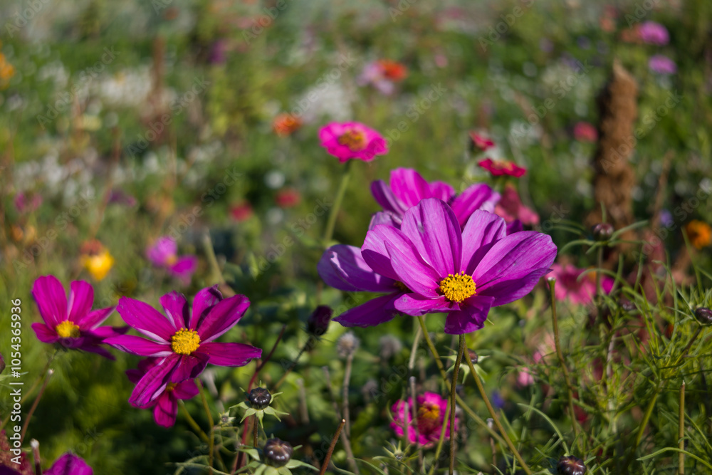 A vibrant field of pink Cosmos flowers in full bloom with a soft, colorful background of wildflowers A vibrant field of pink Cosmos flowers in full bloom with a soft, colorful background of wildflowers