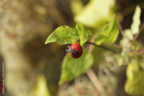 Fliege ruht auf roter Frucht photo