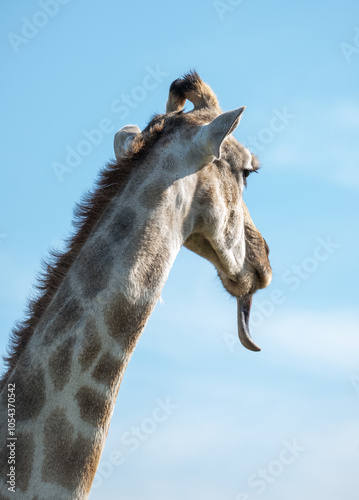 Canvas Print Giraffe